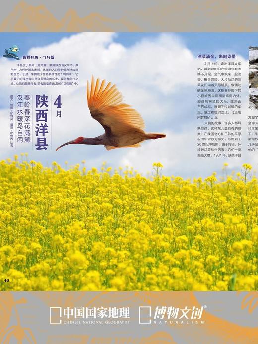 博物杂志 2026年4月刊 鼯鼠
封面故事 翼装飞行鼻祖 商品图7