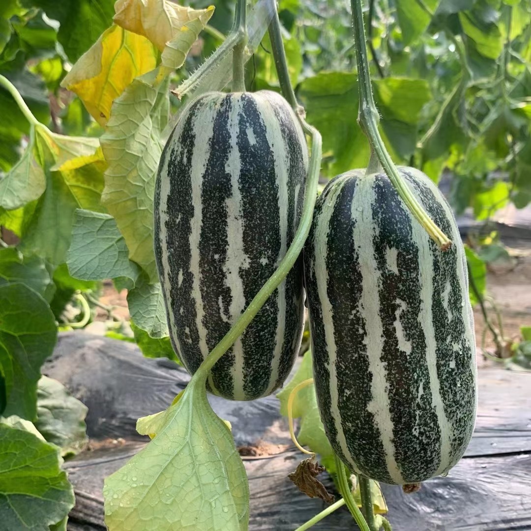 【博洋9号羊角蜜】 蜜瓜界的劳斯莱斯  甜脆多汁   汁水丰盈  香气满棚  酥脆  无渣  可食率99% 无农药种植 新鲜采摘  果园直发