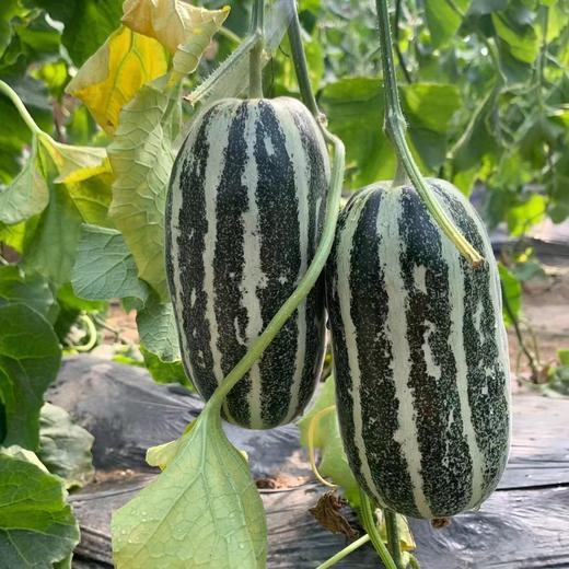 【博洋9号羊角蜜】 蜜瓜界的劳斯莱斯  甜脆多汁   汁水丰盈  香气满棚  酥脆  无渣  可食率99% 无农药种植 新鲜采摘  果园直发 商品图0