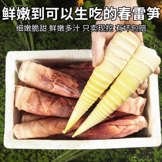 临安春笋 新鲜现挖 脆嫩多汁  顺丰包邮冰袋锁鲜 商品图4