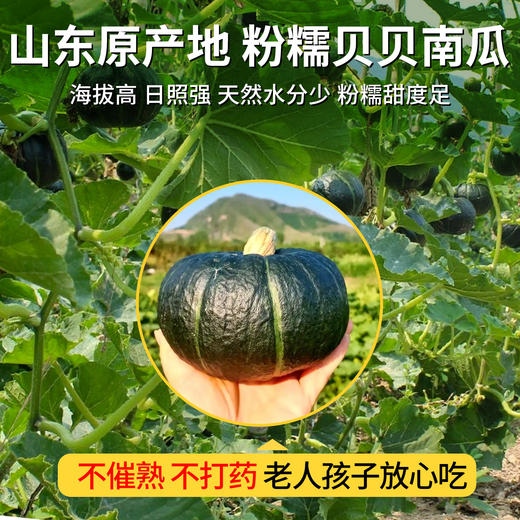 在菌屋 山东老品种贝贝南瓜5斤装 口感粉面 甜糯栗香 商品图1