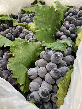 宏丰精选 蓝莓葡萄 入口蓝莓味 甜葡萄   零售19.8一斤