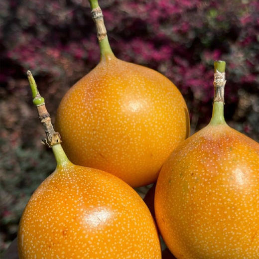 云南西双版纳  特级热情果一件10个  礼盒装 脆甜清爽 纯甜  嘎嘣脆 商品图3