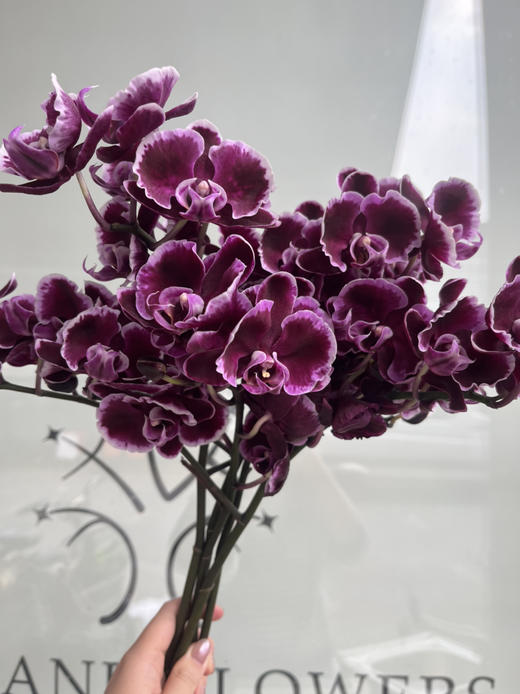 国产花材-【拉丁舞】蝴蝶兰 商品图0