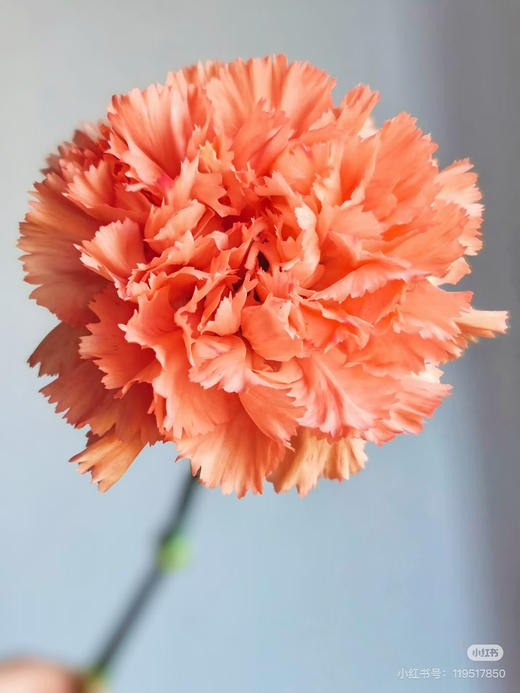 【2026.4.3】特价：1扎20枝A级橙光康乃馨25.9（现货 下单即可到店自提） 商品图1