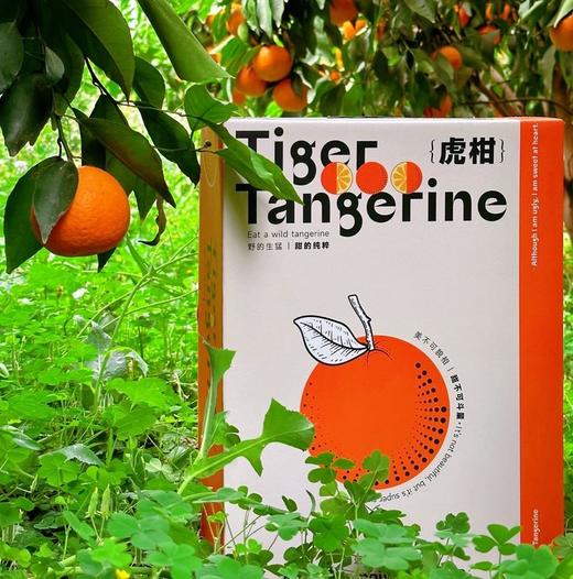 礼盒装4斤大果【云南高山虎柑】黄金甜酸比，果大肉多，自带糖化虎皮斑，不打蜡不打甜味剂 商品图5