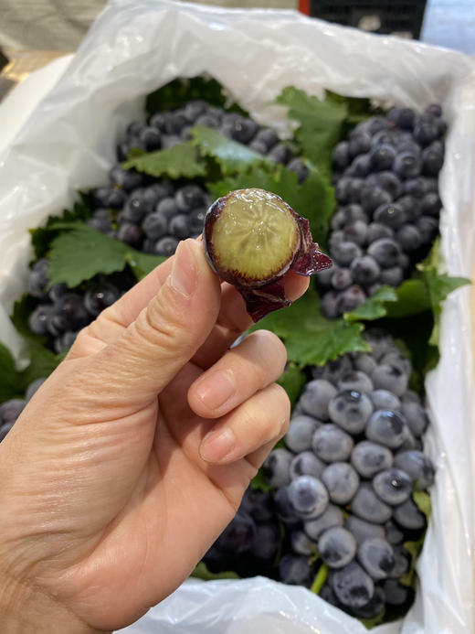 宏丰精选 蓝莓葡萄 入口蓝莓味 甜葡萄   零售19.8一斤 商品图6