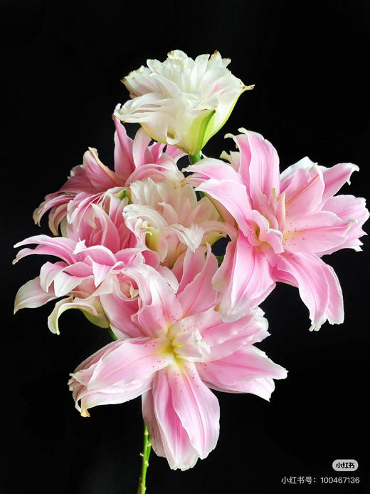 【精品百合】重瓣百合-好奇心  粉色  5枝/扎  3 头 商品图1