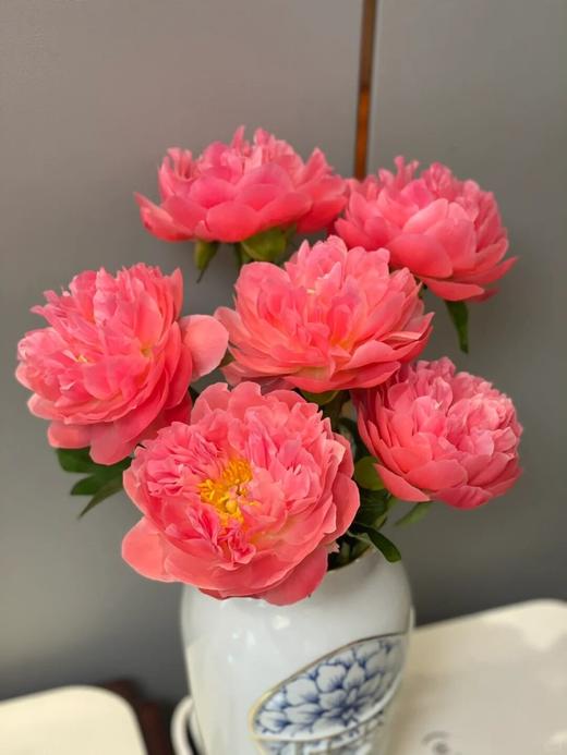 超级珊瑚芍药花5支 商品图1