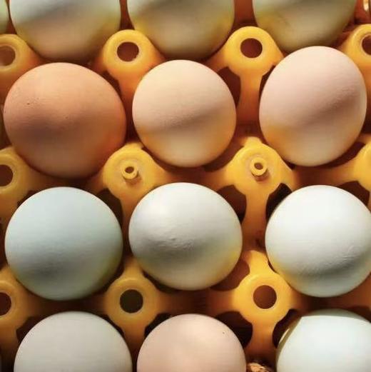 石嫣农场有机林下散养鸡蛋 商品图4