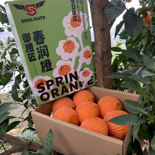 【果蔬精选】湖北秭归伦晚脐橙 享有“橙中皇后”的美誉 树上自然熟不打蜡 晚熟脐橙 果园新鲜采摘 香甜多汁 脆嫩可口 吃完汁水满手留香 商品图6