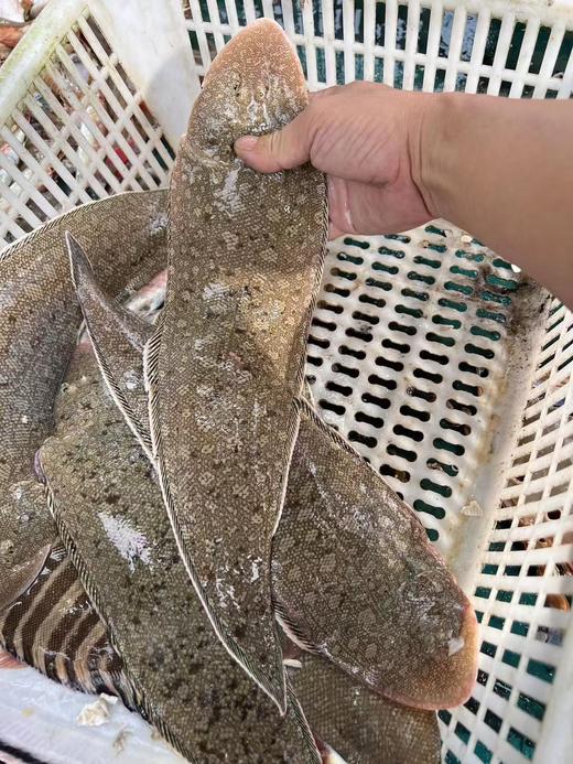 xm断货王{护眼补钙海鱼！新鲜无刺！！！}刚回港的深海龙利鱼，每一条精挑细选发货，顺丰冷链送货上门 厨房小白也能轻松搞定，几分钟就能端上一盘硬菜！ 商品图7