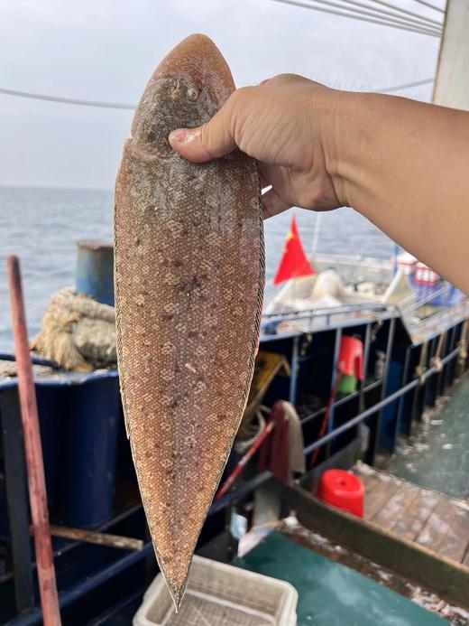 xm断货王{护眼补钙海鱼！新鲜无刺！！！}刚回港的深海龙利鱼，每一条精挑细选发货，顺丰冷链送货上门 厨房小白也能轻松搞定，几分钟就能端上一盘硬菜！ 商品图0