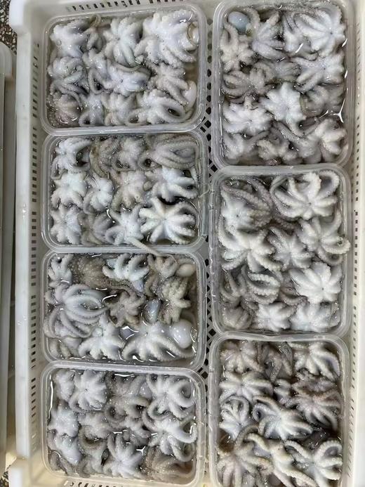 L''海洋的味道！去肚小章鱼，原汁原味，一口一个鲜！400g/盒 商品图2