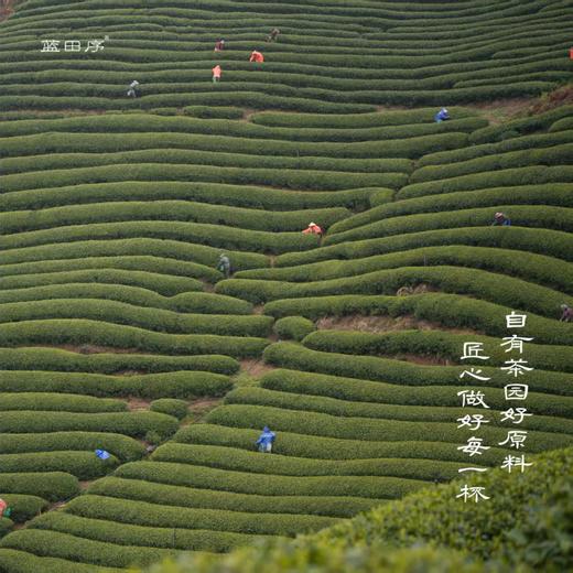 【钱塘核心产区茶园直采 2026明前头采 特级龙井 】蓝田序明前头采特级龙井茶125g 一芽一叶或一芽两叶原料 色泽嫩绿 鲜嫩度高 豆香+栗香味十足 预售款月底发货 商品图2