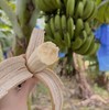 天宝香蕉🍌【国家地理标志产品】，2000多年种植历史   463项检测无农残  皮薄无芯  香软滑糯 吃一口就会爱上 商品缩略图4