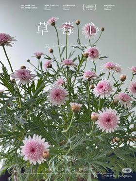 【少女心】玛格丽特-草莓心  约10枝/扎