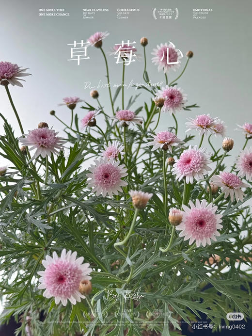 【少女心】玛格丽特-草莓心  约10枝/扎 商品图0