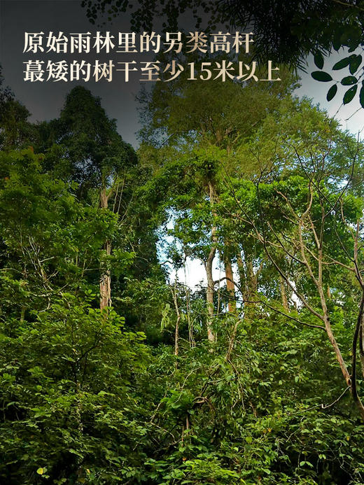3月26日中午12点【野象林高杆】2026年勐海野象林稀缺古树资源 巨型高杆的栖息地 勐海国有林里的秘境 身处中老缅交界线处 数量稀少 357g/饼 商品图2