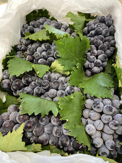 宏丰精选 蓝莓葡萄 入口蓝莓味 甜葡萄   零售19.8一斤 商品图2