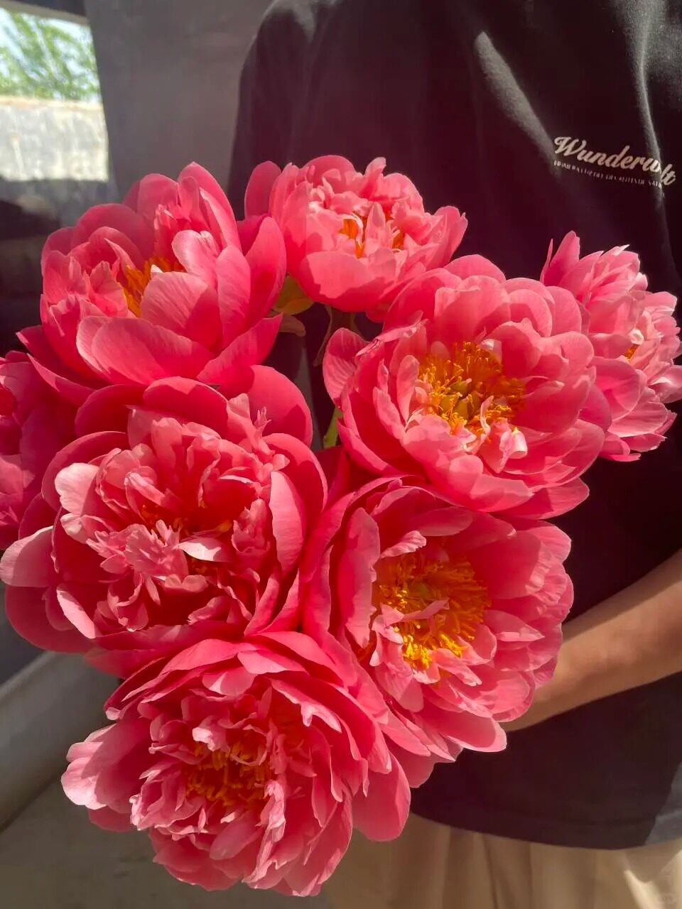超级珊瑚芍药花5支