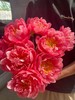 超级珊瑚芍药花5支 商品缩略图0