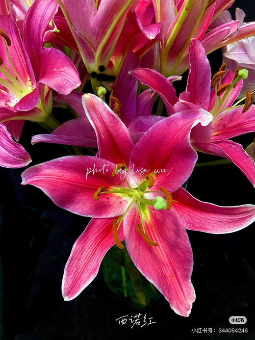 【2026.4.6】特特价：5枝3头A级西诺红 红百合25.9（现货 下单即可到店自提） 商品图3