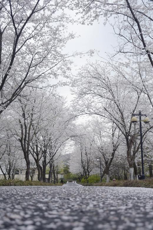 🌸 绍兴兰亭璞燊酒店×春樱有信 商品图8