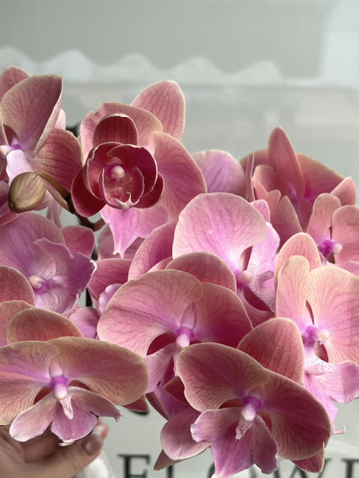 国产花材-【粉桃】蝴蝶兰 商品图1