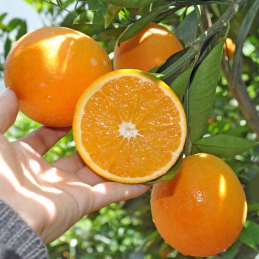 伦晚橙4粒900g 商品图0