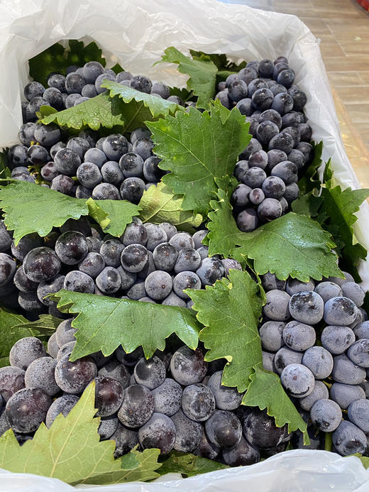 宏丰精选 蓝莓葡萄 入口蓝莓味 甜葡萄   零售19.8一斤 商品图3