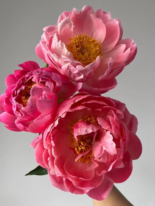 超级珊瑚芍药花5支 商品图5