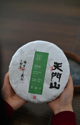 【2026天门山】天门山高杆古树，比肩薄荷塘！易武新贵！