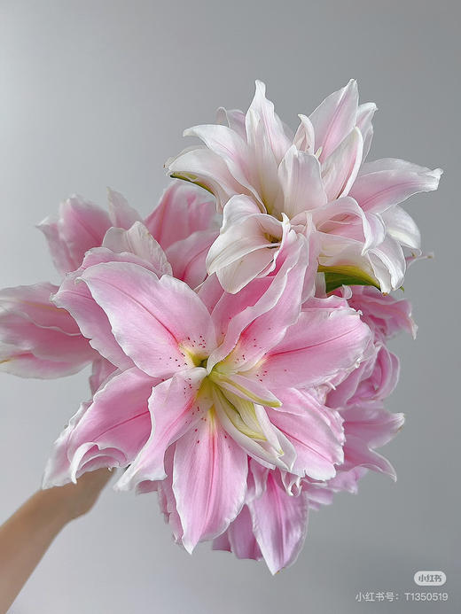 【精品百合】重瓣百合-好奇心  粉色  5枝/扎  3 头 商品图2