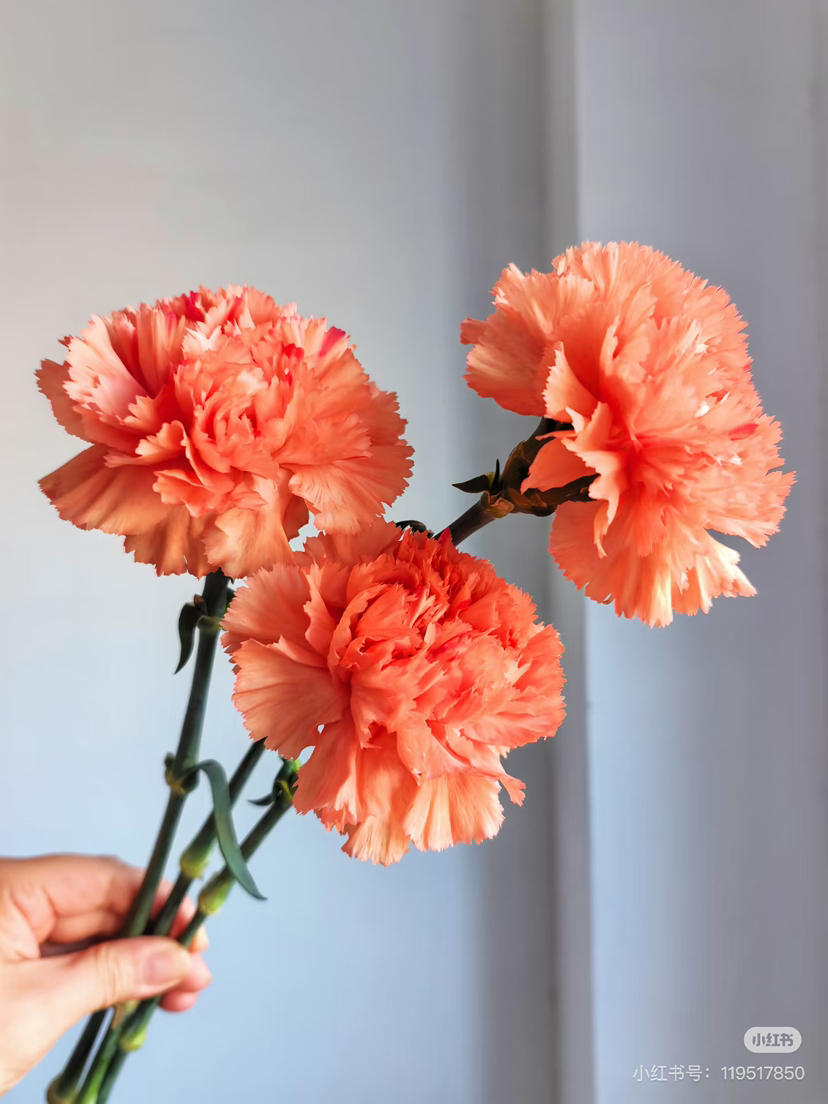 【2026.4.3】特价：1扎20枝A级橙光康乃馨25.9（现货 下单即可到店自提）