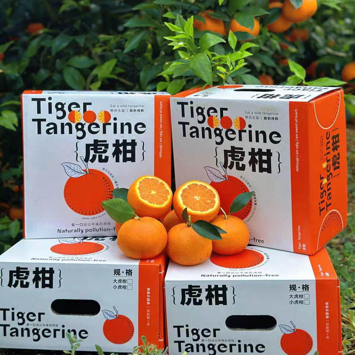 礼盒装4斤大果【云南高山虎柑】黄金甜酸比，果大肉多，自带糖化虎皮斑，不打蜡不打甜味剂