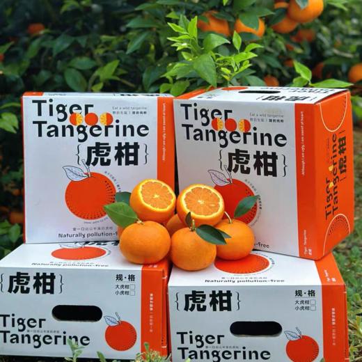礼盒装4斤大果【云南高山虎柑】黄金甜酸比，果大肉多，自带糖化虎皮斑，不打蜡不打甜味剂 商品图0