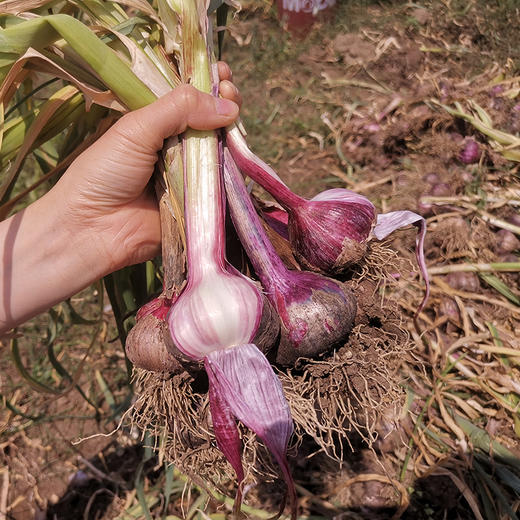 转发优惠购！助力云南新鲜紫皮大蒜，新鲜有味儿，蒜香浓郁，做糖蒜、当调料都很好 商品图6