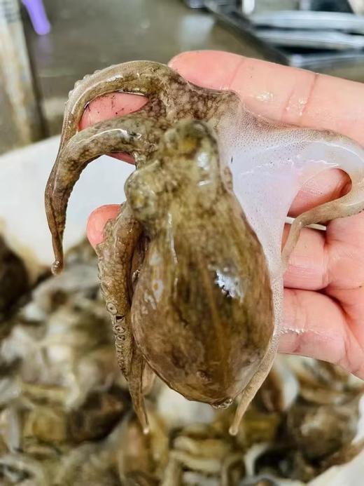 L''海洋的味道！去肚小章鱼，原汁原味，一口一个鲜！400g/盒 商品图4