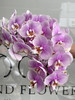 国产花材-【粉翠】蝴蝶兰 商品缩略图0