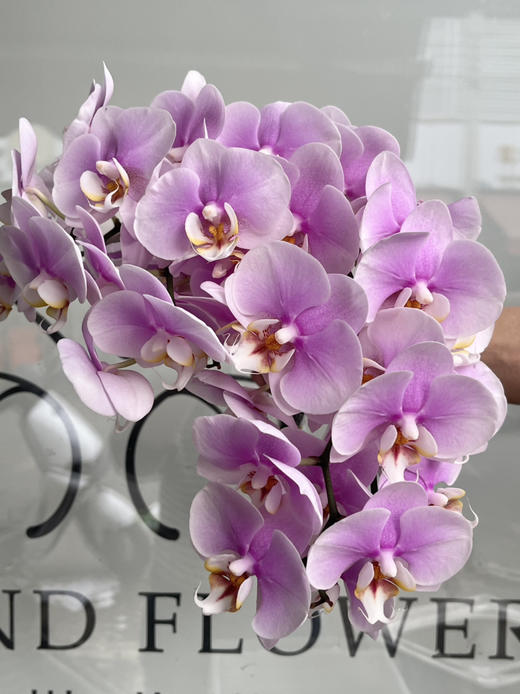 国产花材-【粉翠】蝴蝶兰 商品图0