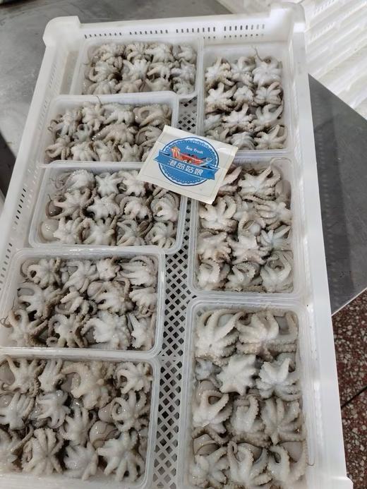 L''海洋的味道！去肚小章鱼，原汁原味，一口一个鲜！400g/盒 商品图0