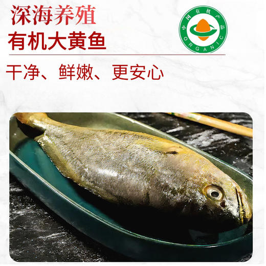 有机大黄鱼/有机黄鱼鲞，12项药残未检出，无抗有机双认证，生鲜冷冻安心美味，顺丰发货 商品图7