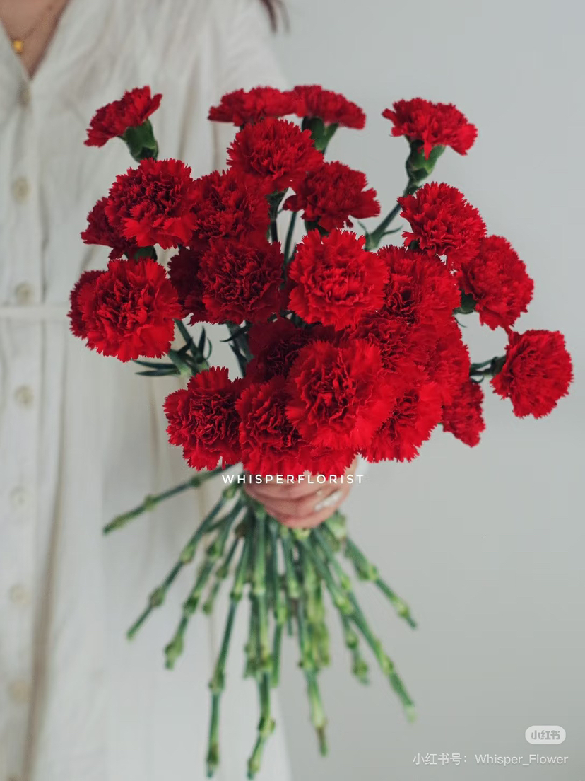 【2026.3.27】特价：1扎20枝A级洪福康乃馨29.9（现货 下单即可到店自提）