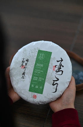 2026【弯弓高杆】 易武弯弓森林高杆头春！挑采！绕舌柔！