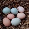 石嫣农场有机林下散养鸡蛋 商品缩略图5