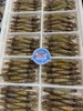 xm 今日100%新鲜回港，即将售空！！！！“断货王”白笋虾，强势回归 带有虾膏的顶级海虾！顺丰冷链活冻锁鲜到家 商品缩略图2