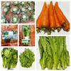 【同行精选】蔬菜箱6斤 自然农法种植 共7种菜品：胡萝卜，豌豆苗、油麦菜，卷心菜，菠菜，莴笋，苏州青苔 【京东空运】 商品缩略图0