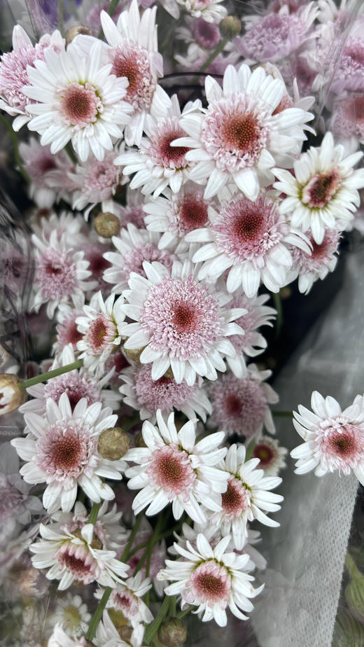 【少女心】玛格丽特-草莓心  约10枝/扎 商品图3