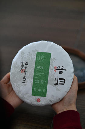 【2026年昔归古树】昔归忙麓山核心产区挑采